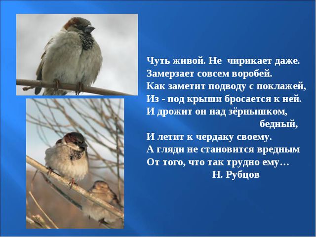 Птицы зимой. Презентация для детей