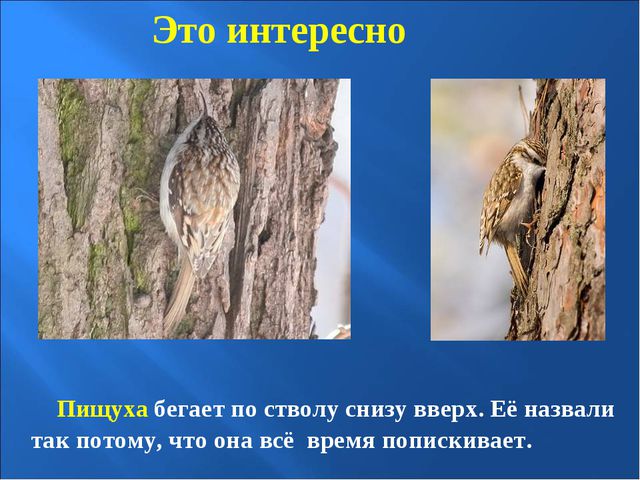 Птицы зимой. Презентация для детей