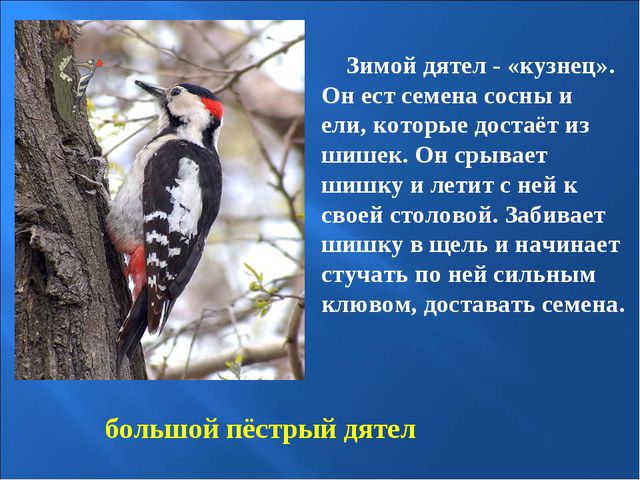 Птицы зимой. Презентация для детей