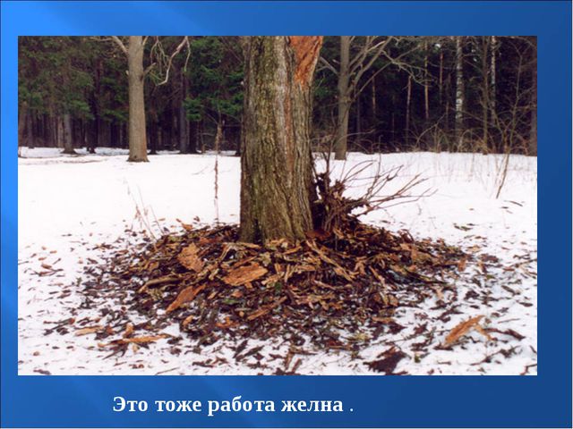 Птицы зимой. Презентация для детей