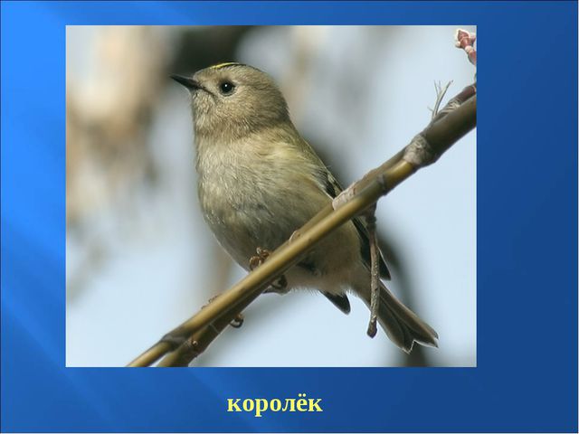 Птицы зимой. Презентация для детей