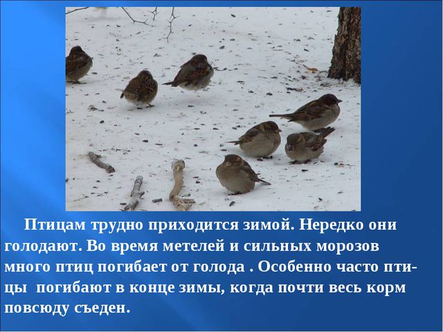 Птицы зимой. Презентация для детей