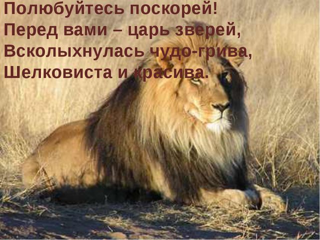Животные жарких стран. Презентация для дошкольников