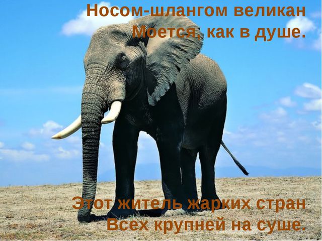 Животные жарких стран. Презентация для дошкольников
