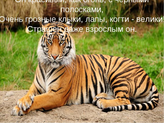 Животные жарких стран. Презентация для дошкольников