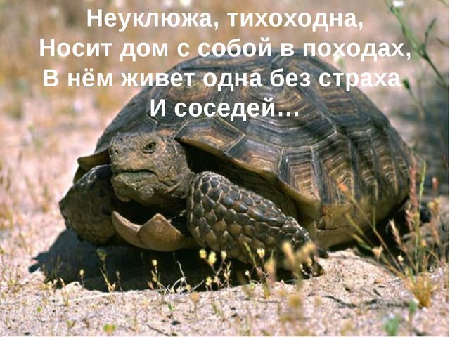 Животные жарких стран. Презентация для дошкольников