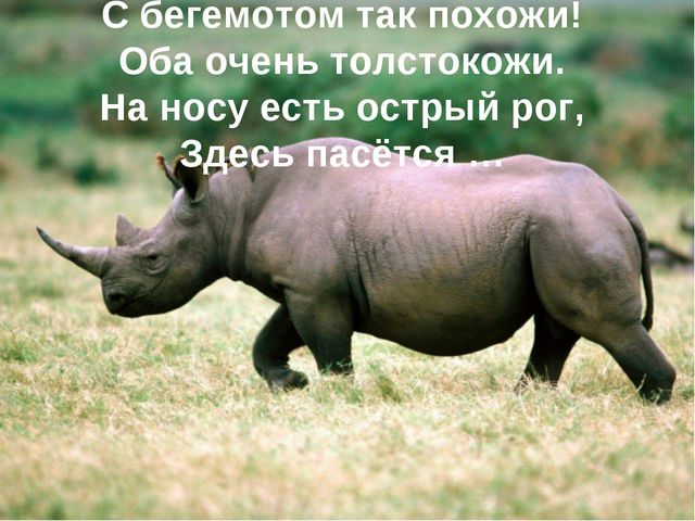 Животные жарких стран. Презентация для дошкольников