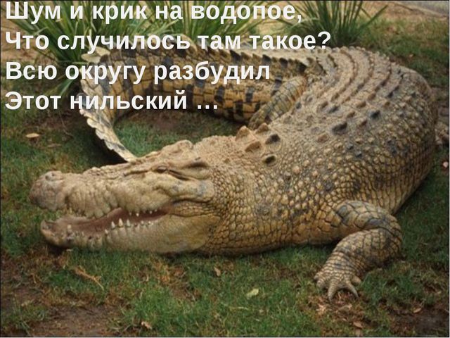Животные жарких стран. Презентация для дошкольников