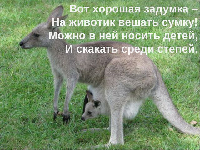 Животные жарких стран. Презентация для дошкольников