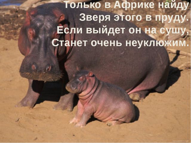 Животные жарких стран. Презентация для дошкольников