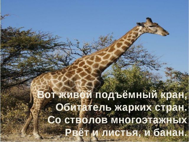 Животные жарких стран. Презентация для дошкольников