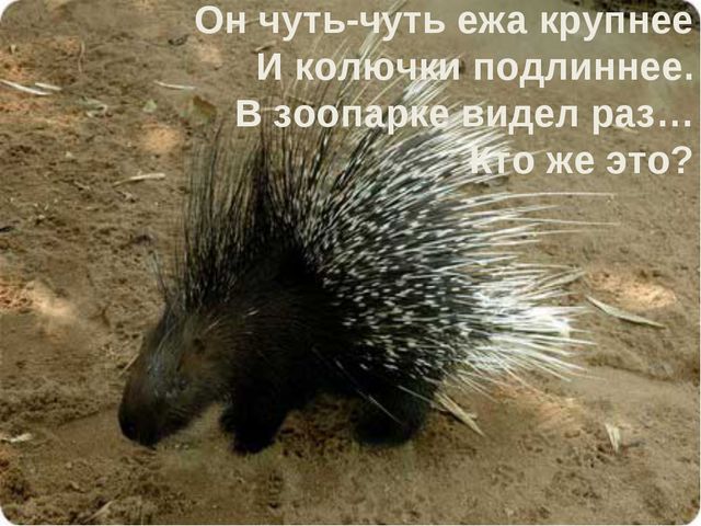 Животные жарких стран. Презентация для дошкольников