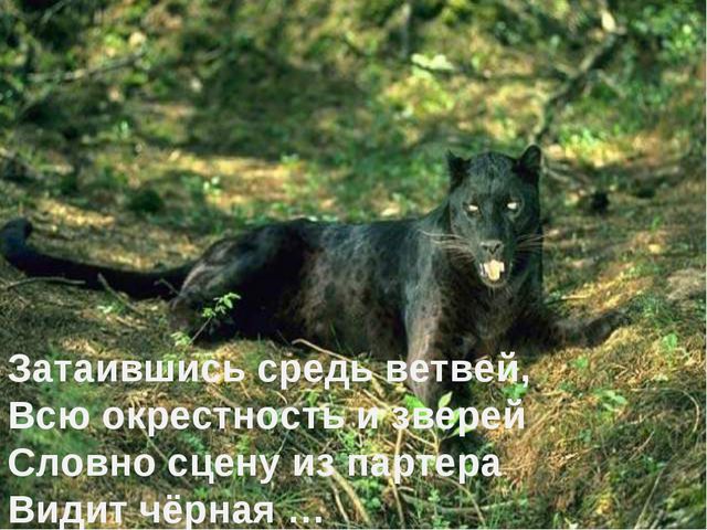 Животные жарких стран. Презентация для дошкольников