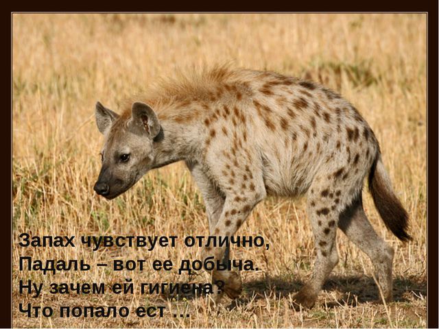 Животные жарких стран. Презентация для дошкольников