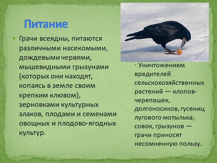 Презентация на тему "Перелетные птицы"