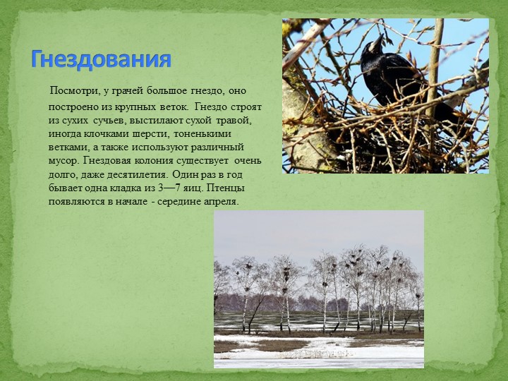 Презентация на тему "Перелетные птицы"