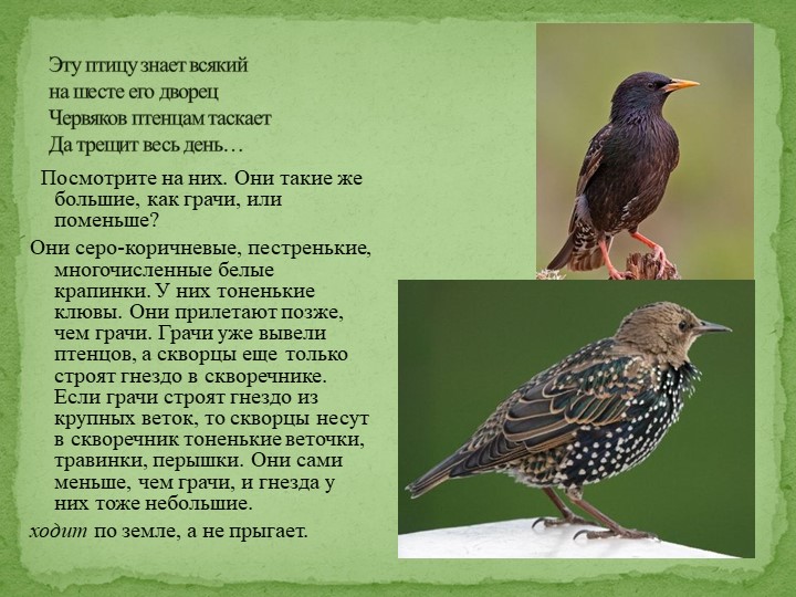 Презентация на тему "Перелетные птицы"