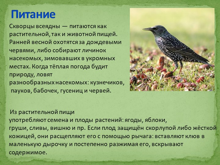 Презентация на тему "Перелетные птицы"