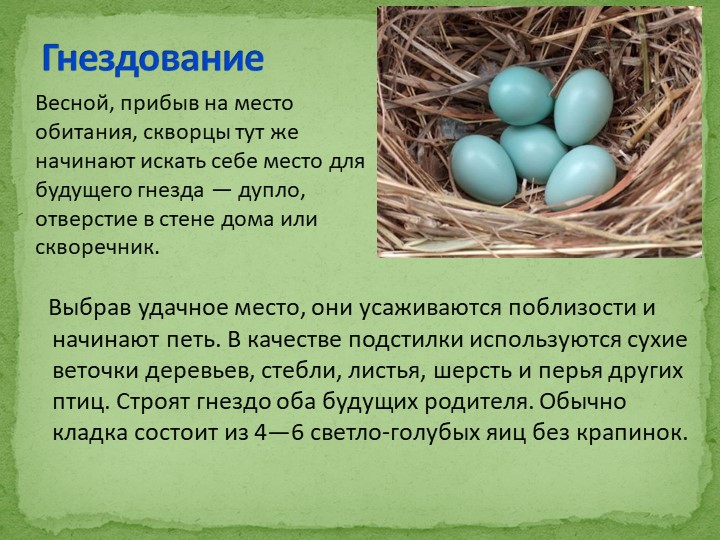 Презентация на тему "Перелетные птицы"