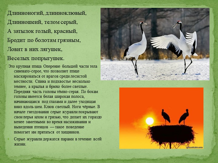 Презентация на тему "Перелетные птицы"