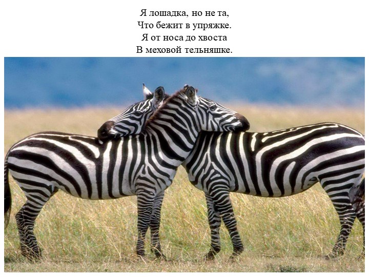 Презентация по Познавательному развитию на тему "Животные жарких стран"