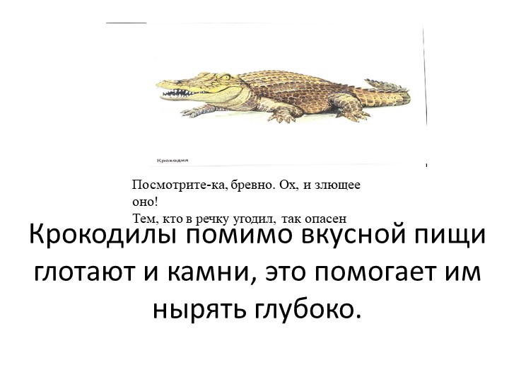 Презентация по Познавательному развитию на тему "Животные жарких стран"