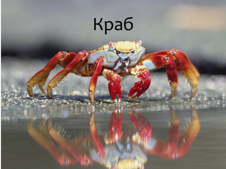 Игра "На дне океана"
