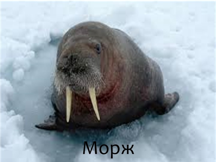 Игра "На дне океана"