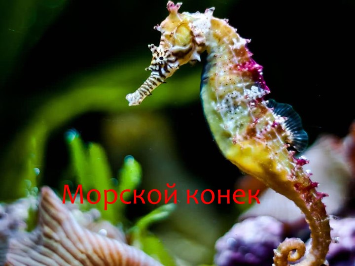 Игра "На дне океана"