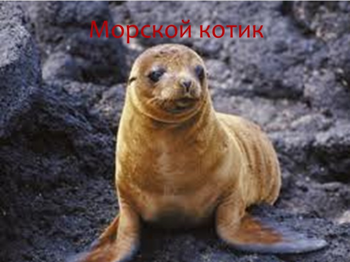 Игра "На дне океана"