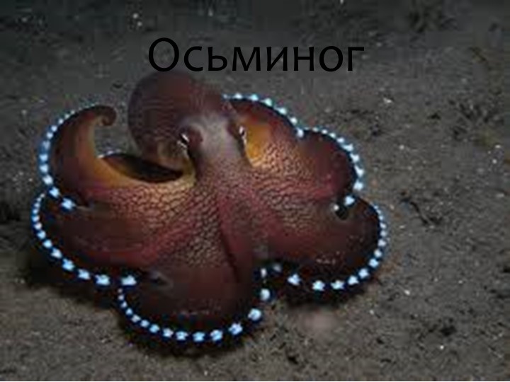 Игра "На дне океана"