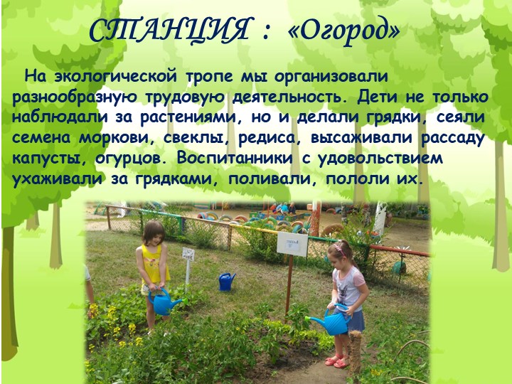 Проект "Экологическая тропа" с детьми старшего дошкольного возраста