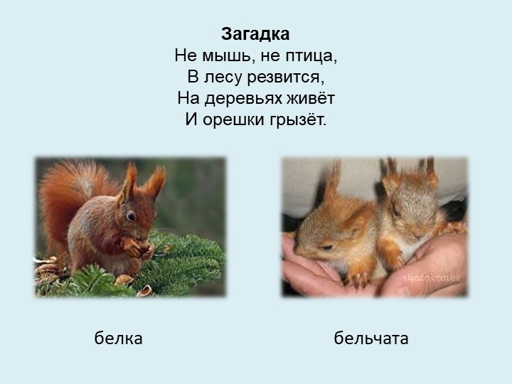 Презентация для младших дошкольников на тему "Дикие и домашние животные"