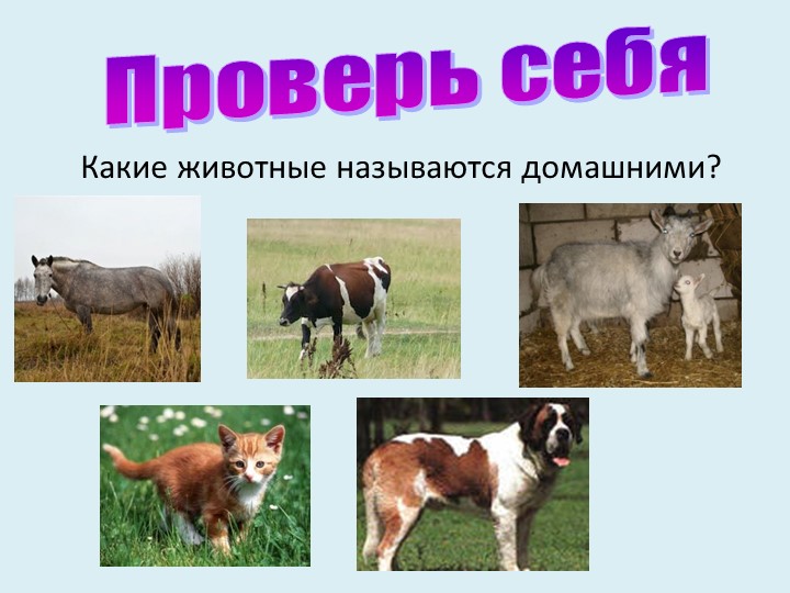 Презентация для младших дошкольников на тему "Дикие и домашние животные"