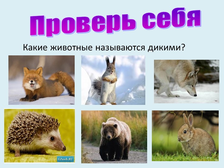 Презентация для младших дошкольников на тему "Дикие и домашние животные"