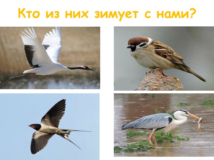 Задания для дошкольников по окружающему миру с использованием икт