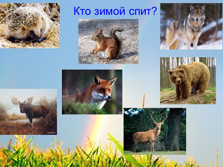 Мультимедийная дидактическая игра по окружающему миру «Животные леса»