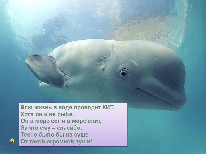 Презентация. Учим буквы. Буква К.
