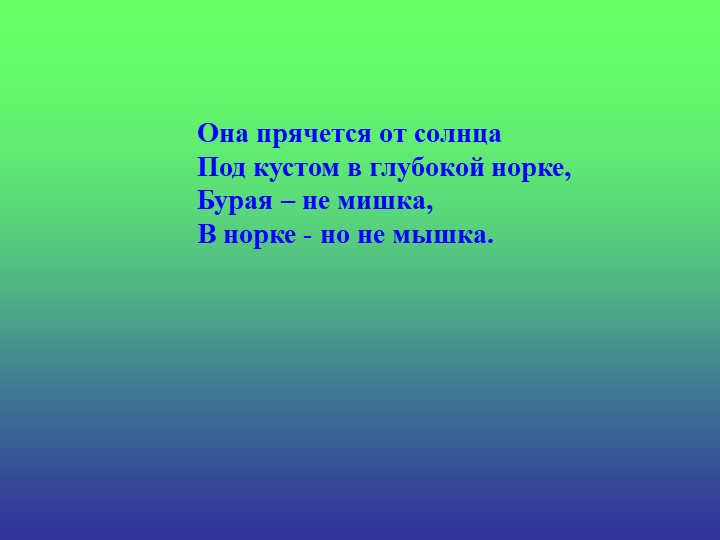 Презентация «Загадки про овощи»