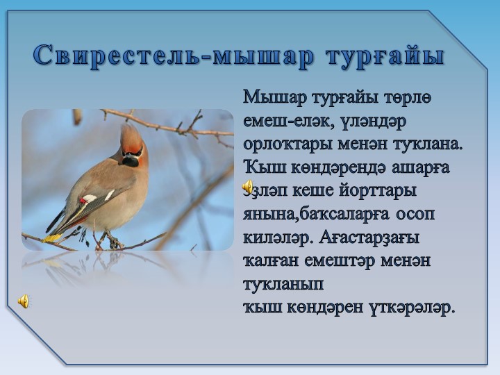 Презентация на тему6 "Зимующие птицы"