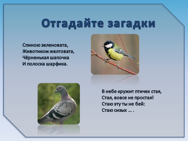 Презентация на тему6 "Зимующие птицы"