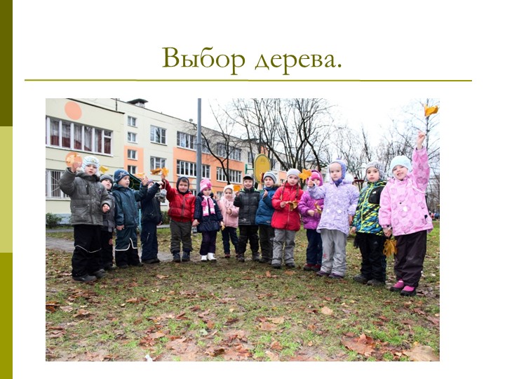 Экологический проект"Мы и наше дерево"