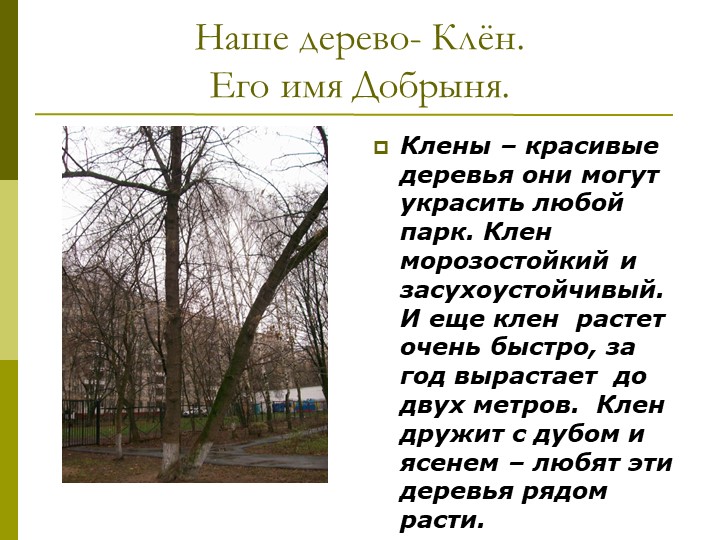 Экологический проект"Мы и наше дерево"