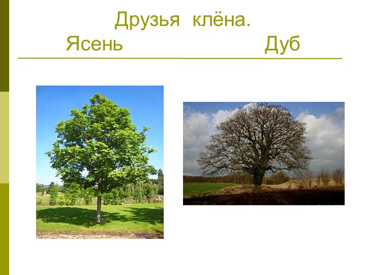 Экологический проект"Мы и наше дерево"