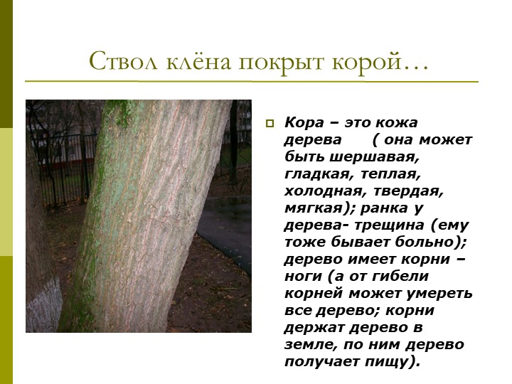 Экологический проект"Мы и наше дерево"