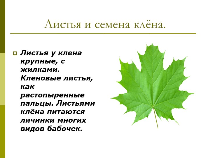 Экологический проект"Мы и наше дерево"