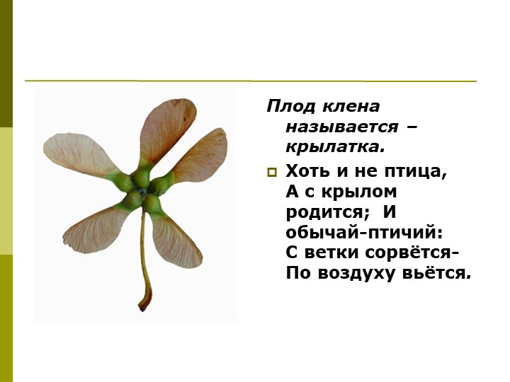 Экологический проект"Мы и наше дерево"