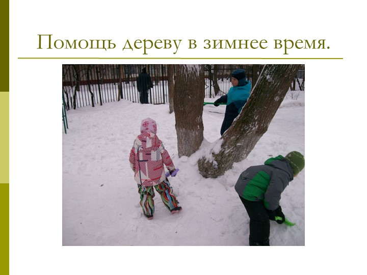 Экологический проект"Мы и наше дерево"
