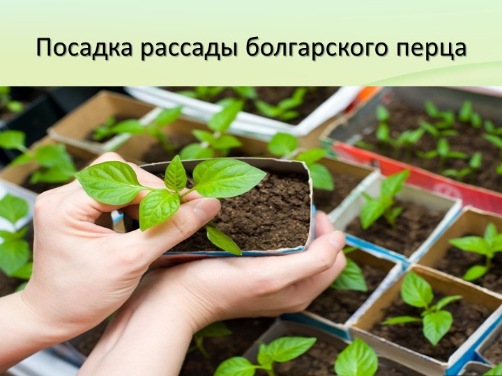 Презентация по экологическому воспитанию на тему "Наш огород"