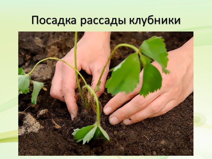 Презентация по экологическому воспитанию на тему "Наш огород"